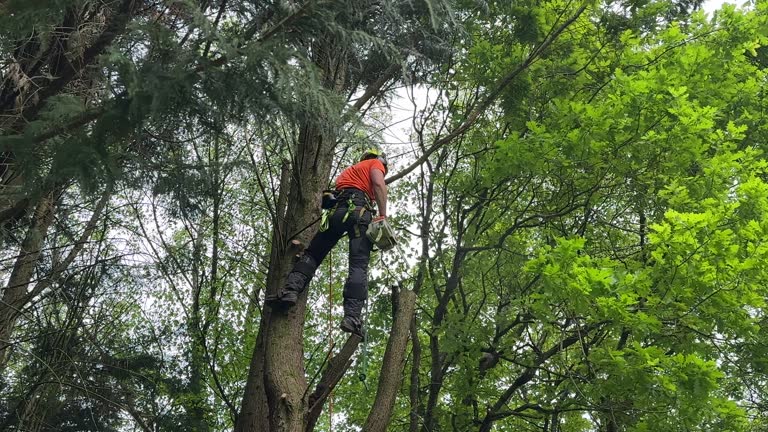 Best Tree Disease Treatment  in Mcnary, AZ