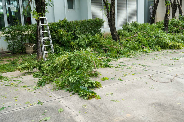 How Our Tree Care Process Works  in  Mcnary, AZ